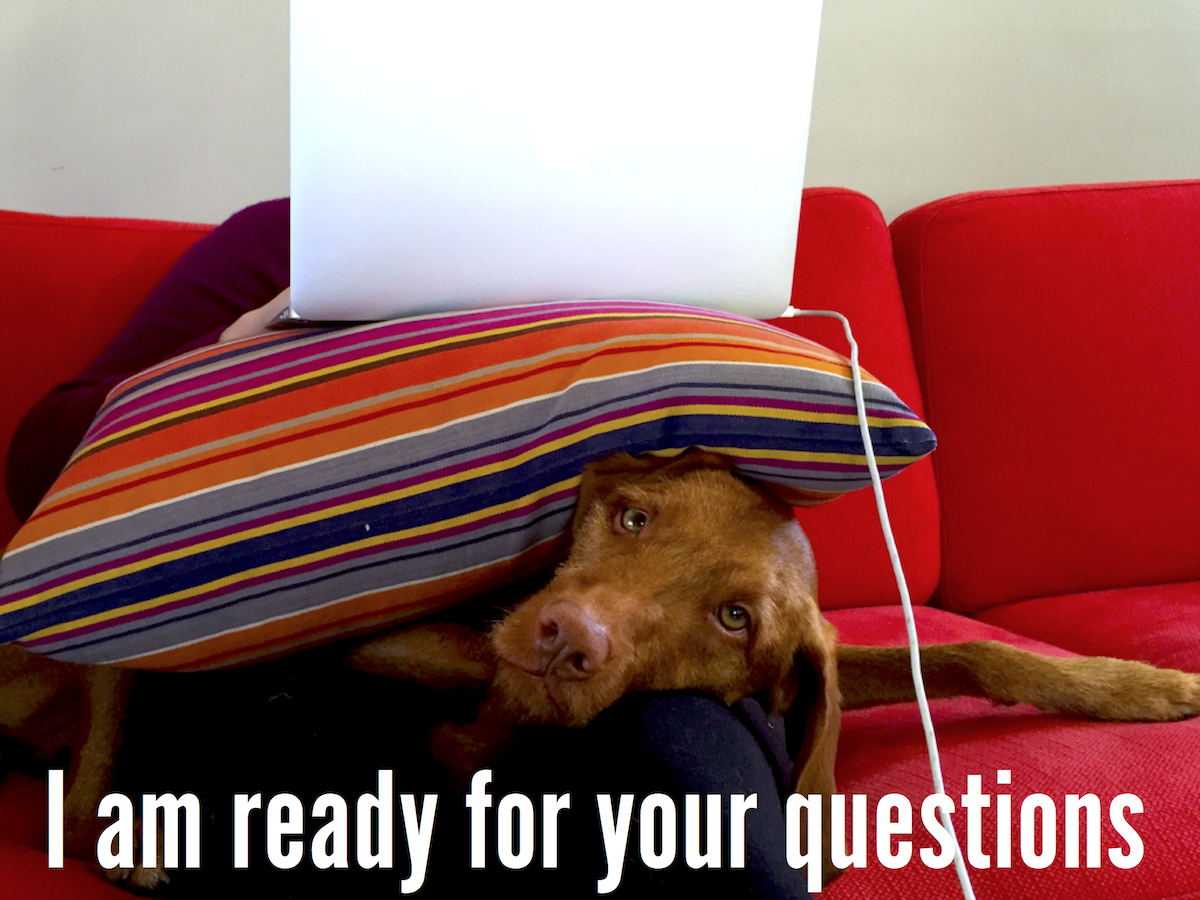 Computer dog